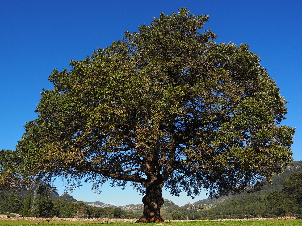 tree camphor tree cinnamomum camphora free photo