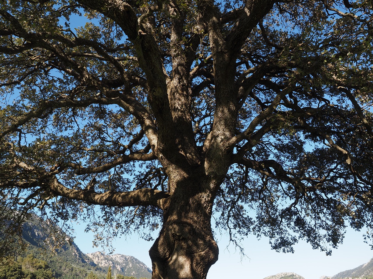 tree camphor tree cinnamomum camphora free photo