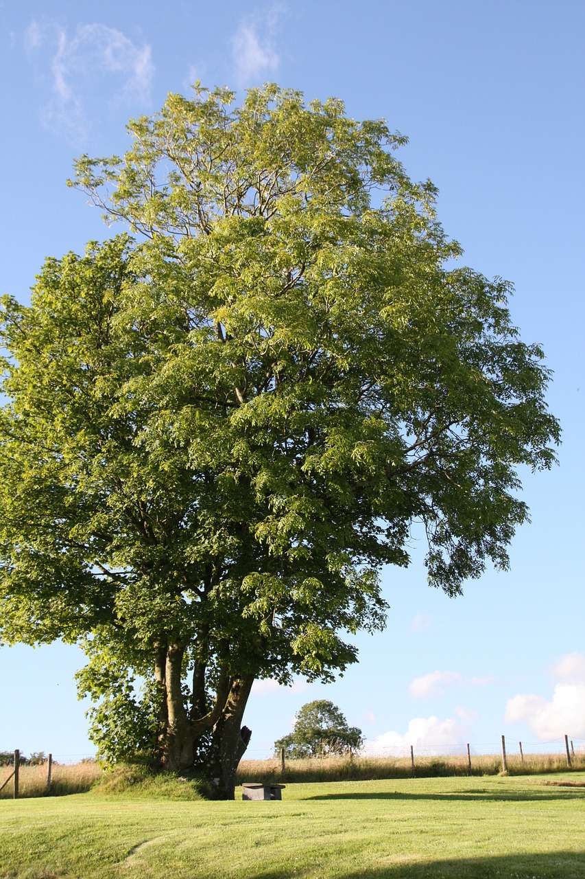 tree wales sky free photo