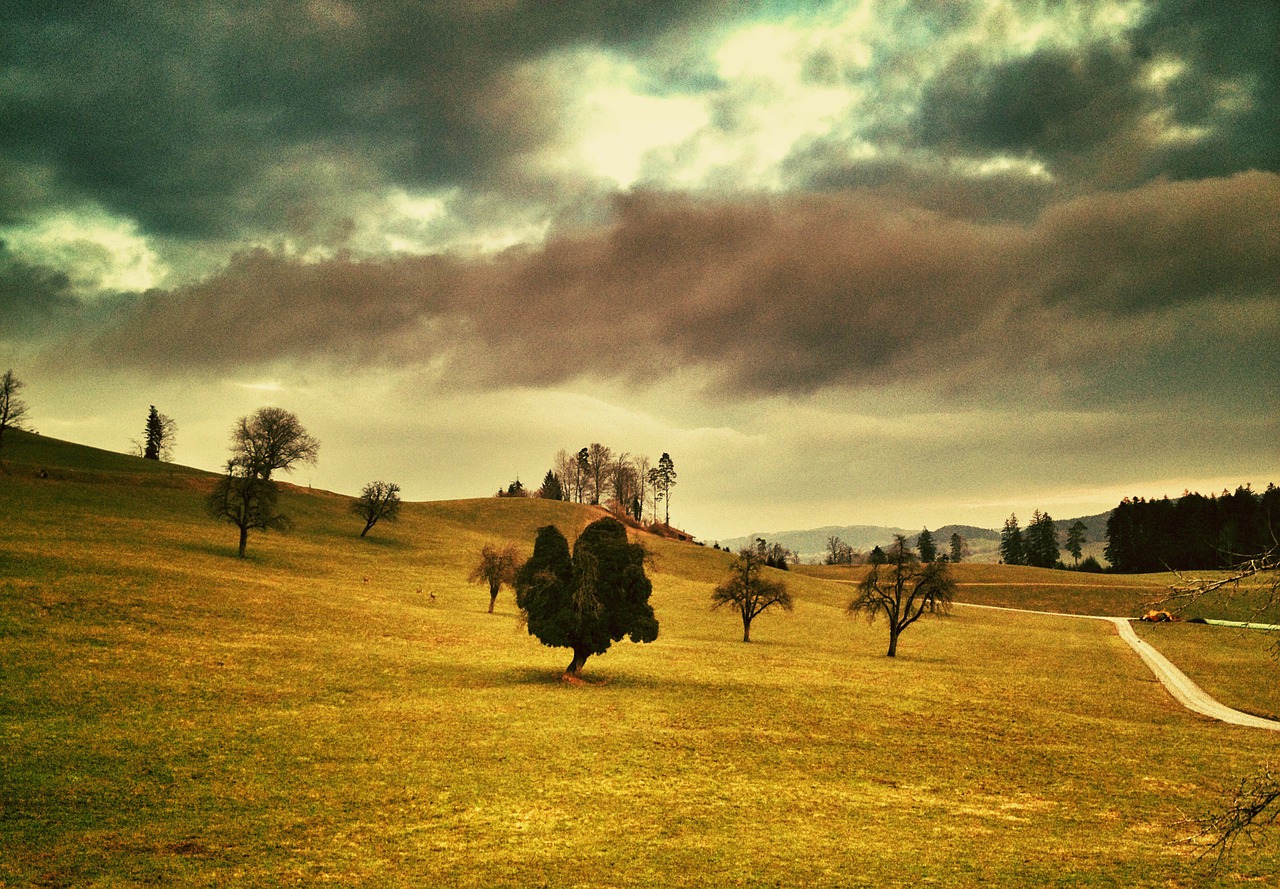 tree nature sky free photo