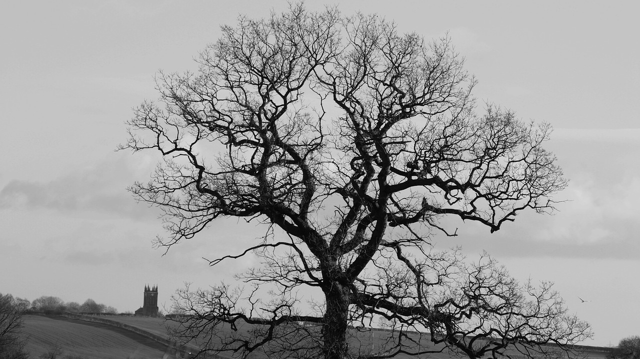 tree dark mysterious free photo
