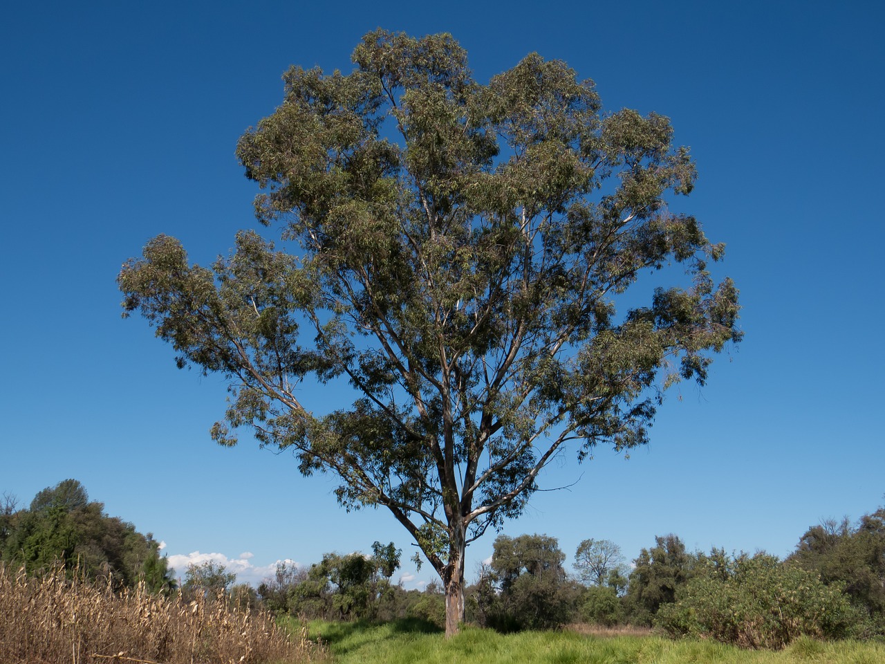 tree camphor mexico free photo