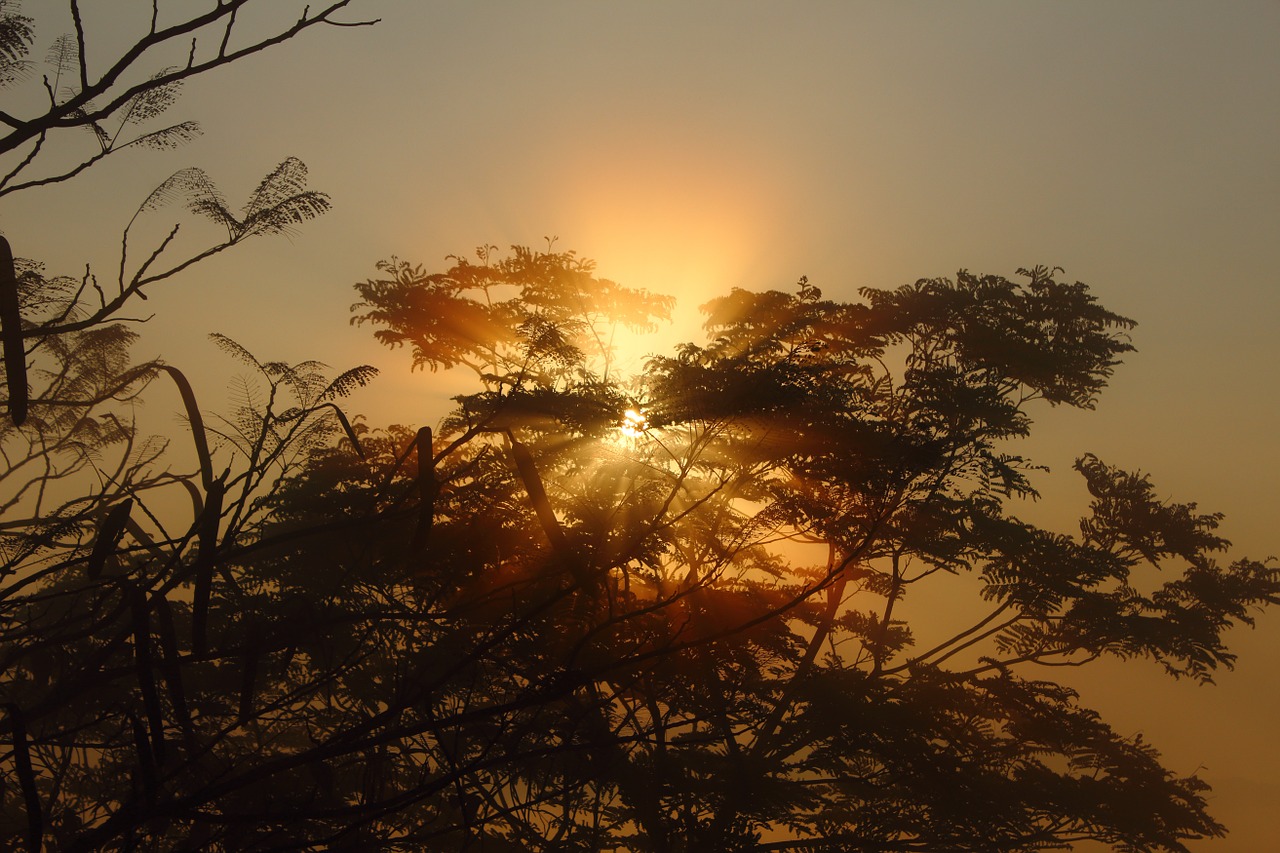 tree sunrise silhouette free photo