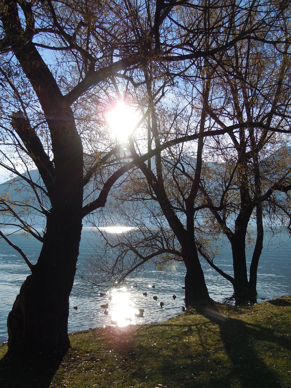 tree sun back light free photo