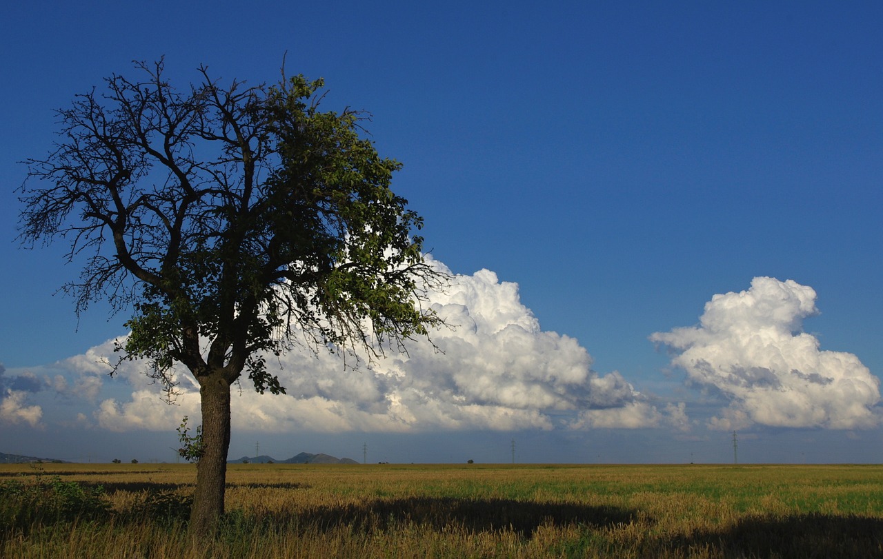 tree heaven sky free photo