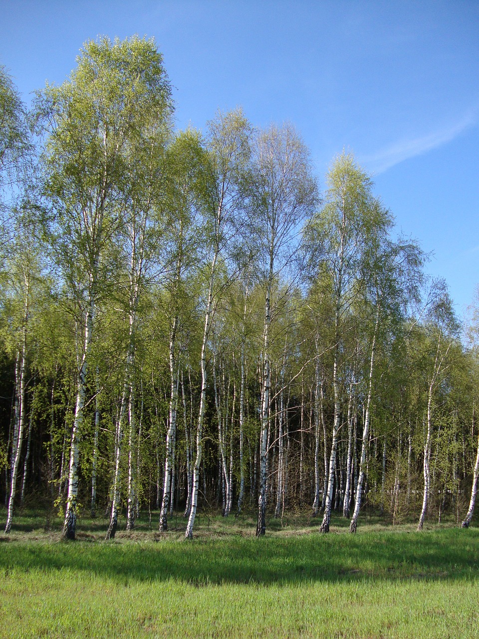 tree forest birch free photo