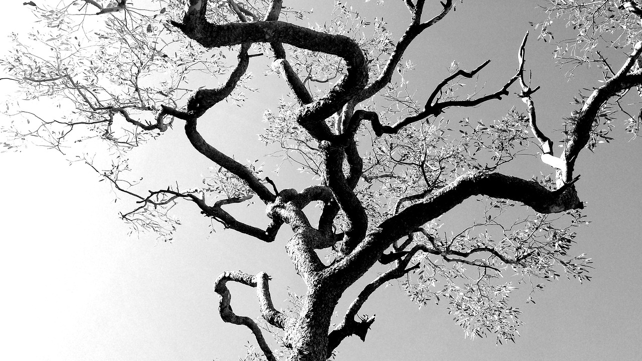 tree filigree black and white free photo
