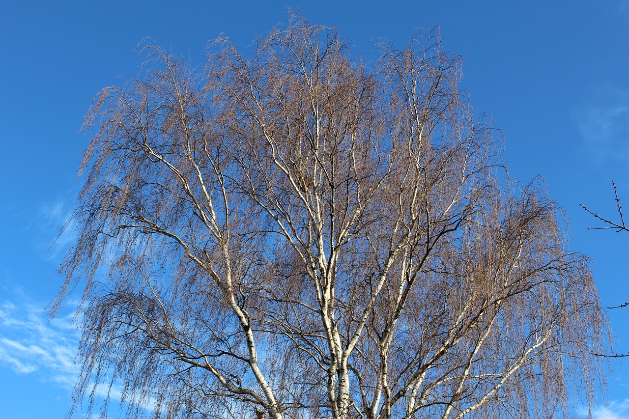 tree sky blue free photo