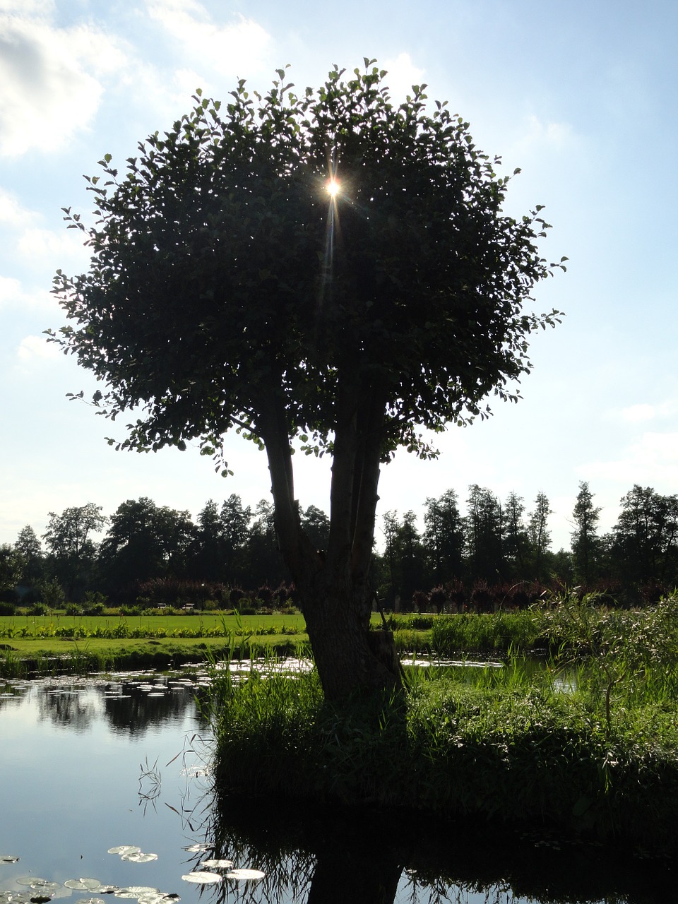 tree the brook poland free photo