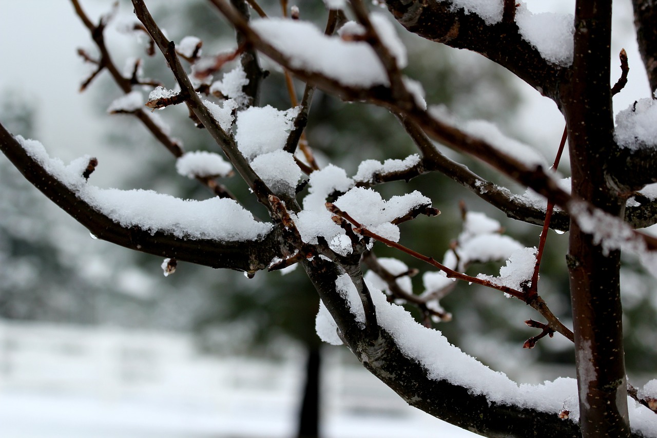 tree branch snow free photo