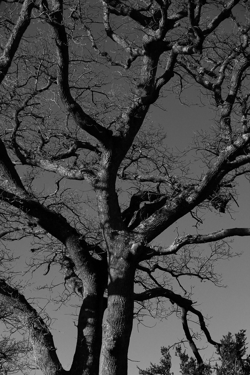 tree black and white photography free photo