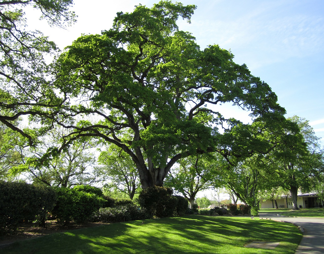 tree nature oak tree free photo