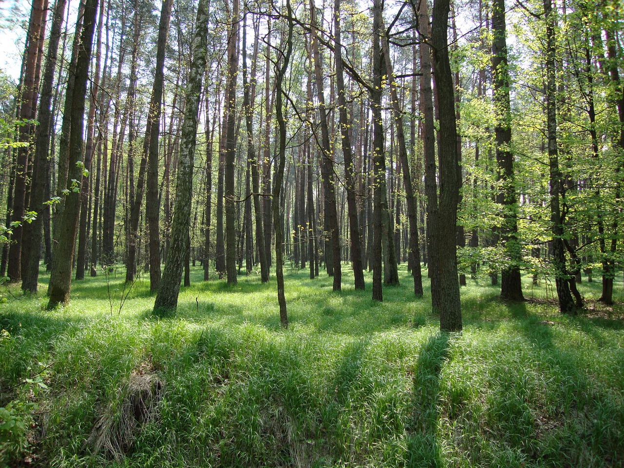 tree forest spring free photo