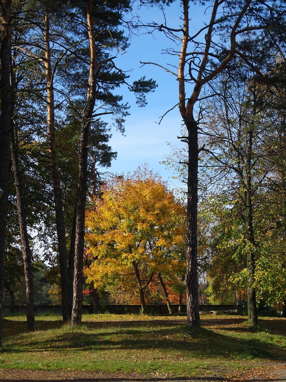 tree autumn colors free photo