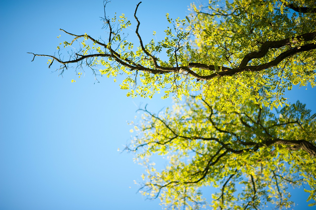 tree sky green free photo