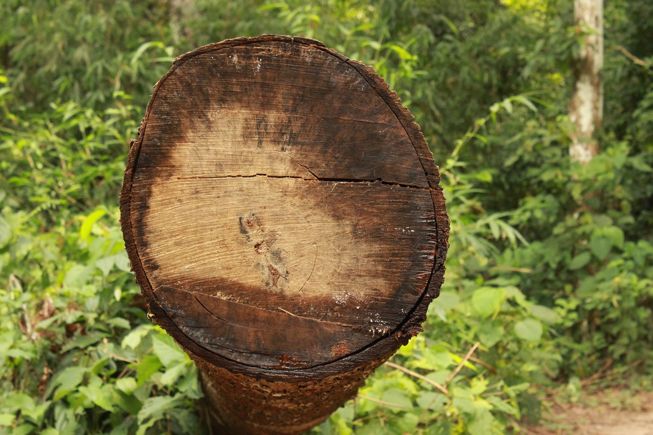 tree tree log logging free photo