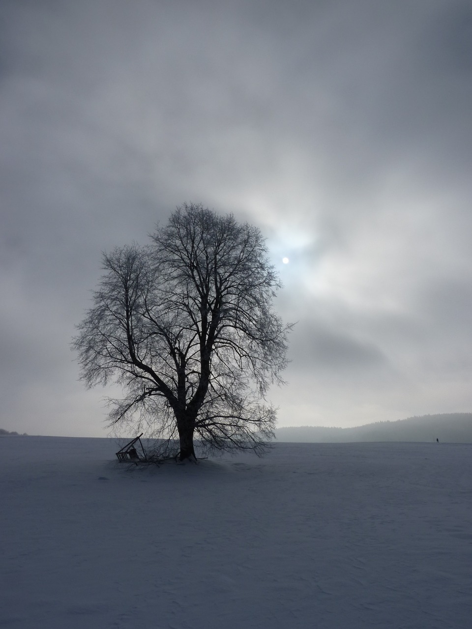 tree sun sky free photo