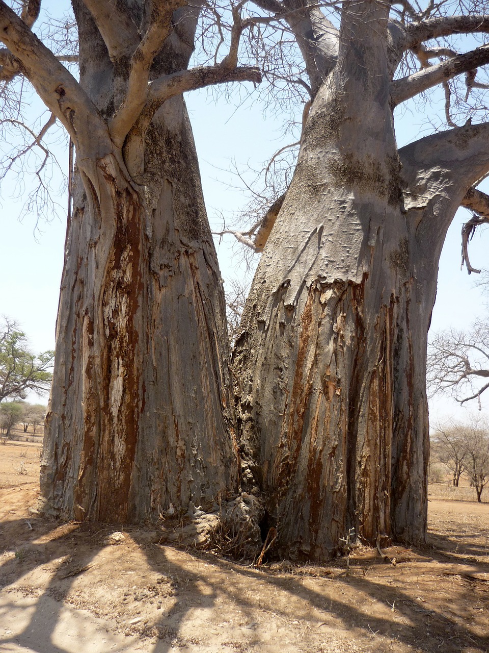 tree baobab log free photo