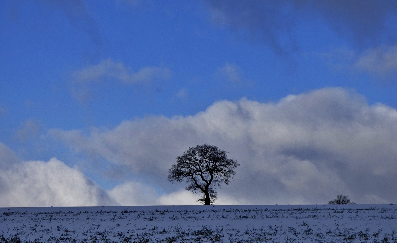 tree nature winter free photo