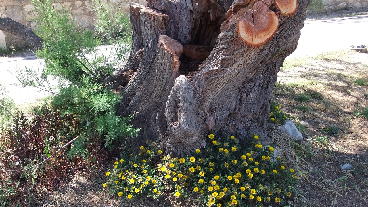 tree tree in the tree nature free photo