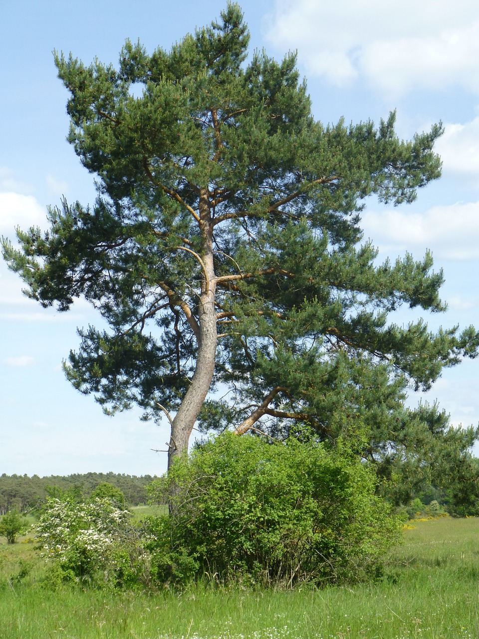 tree landscape nature free photo