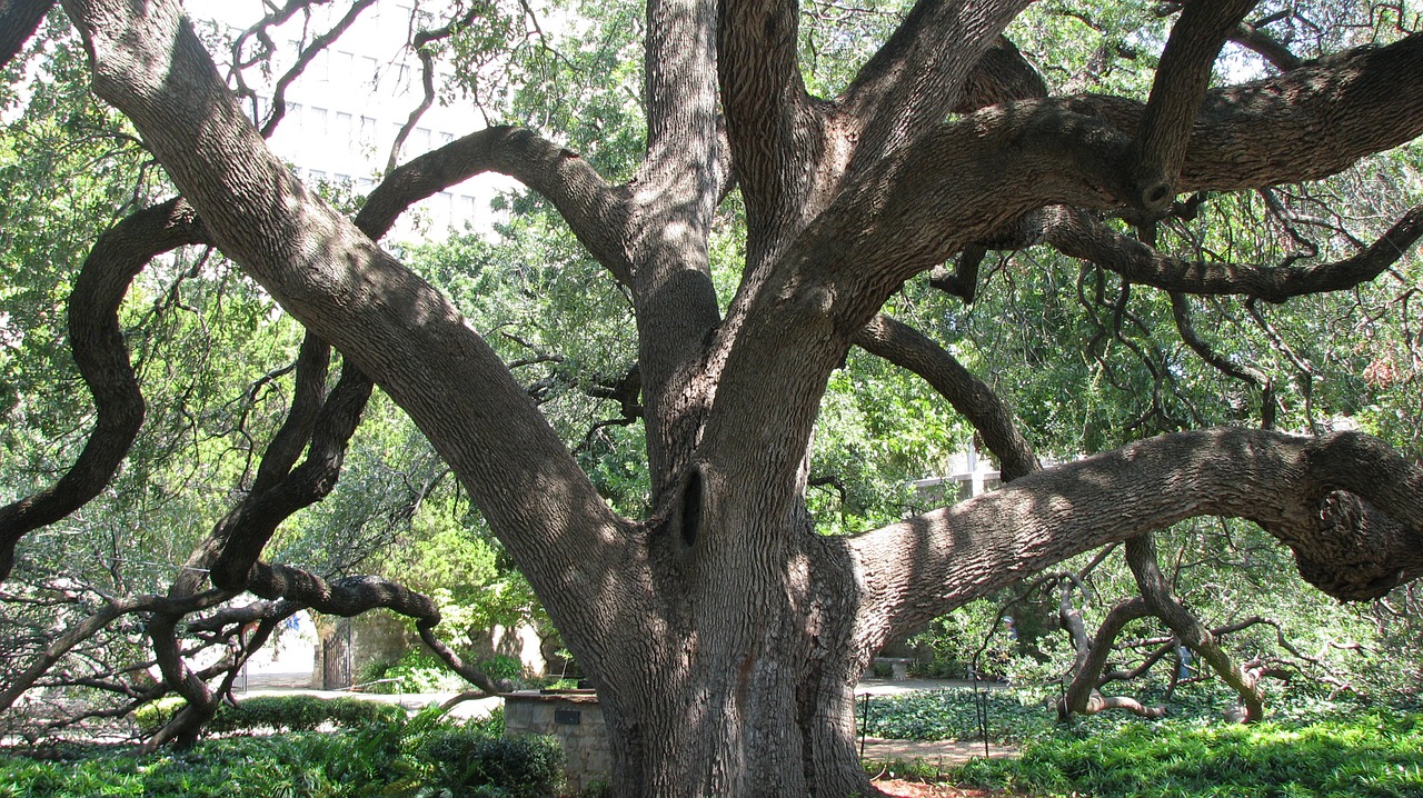 tree texas san antonio free photo