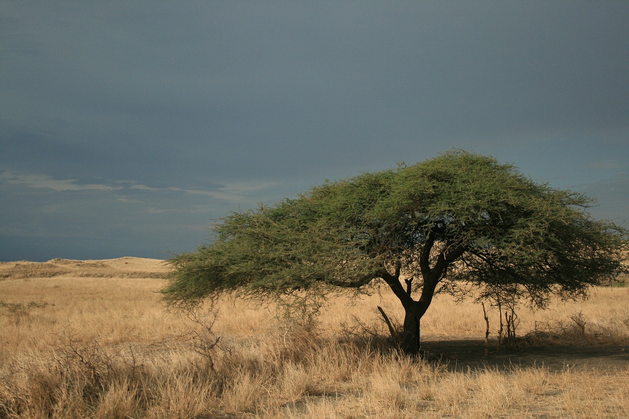 tree acacia africa free photo
