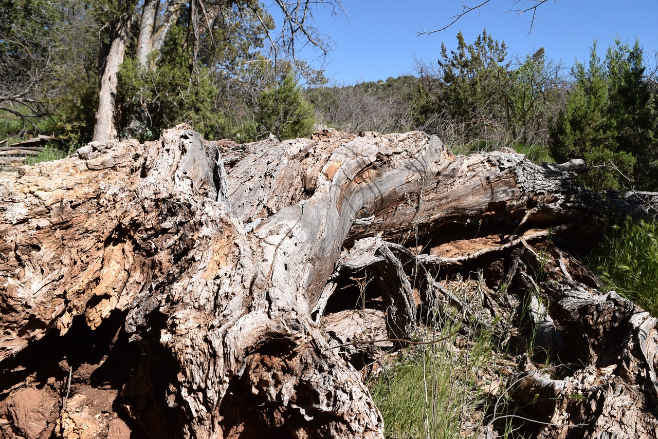 tree forest fallen free photo