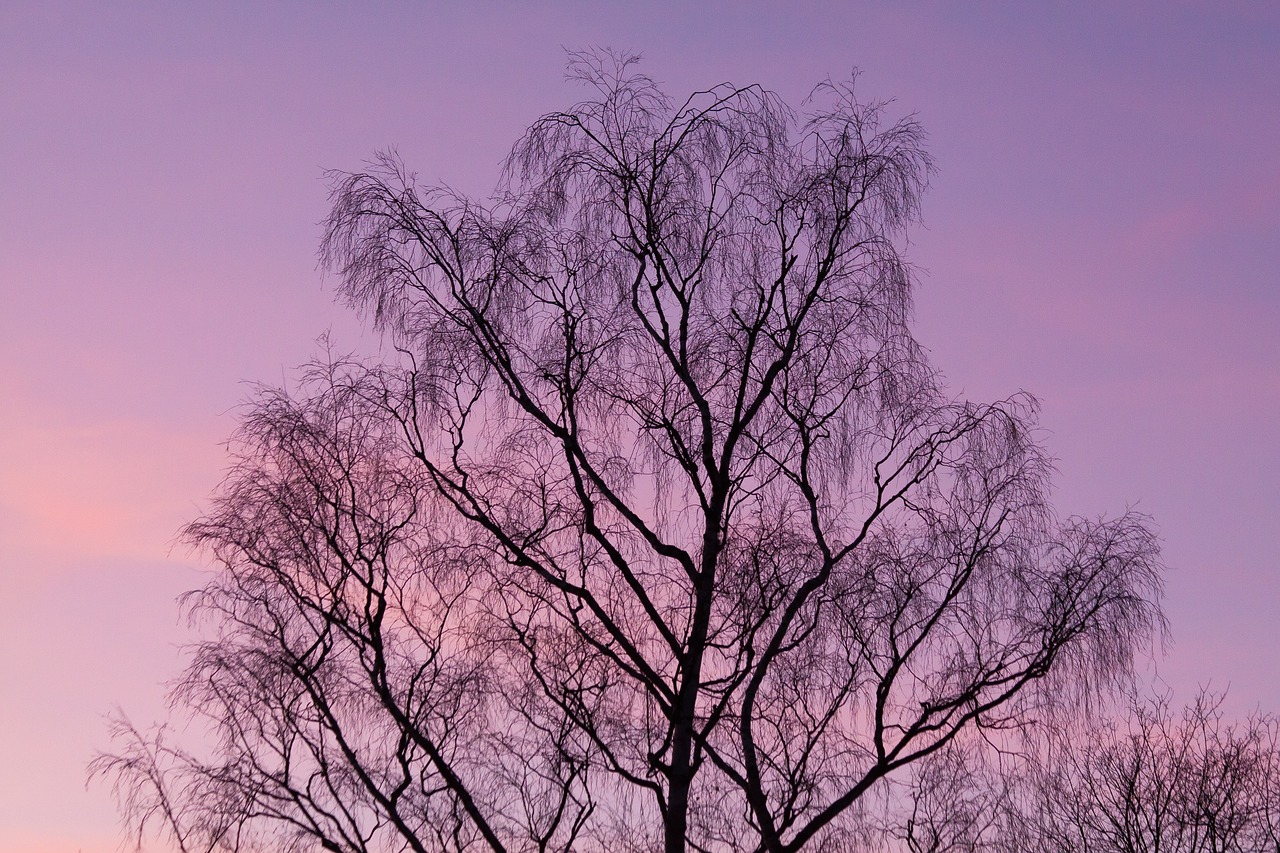 tree cloud sky free photo