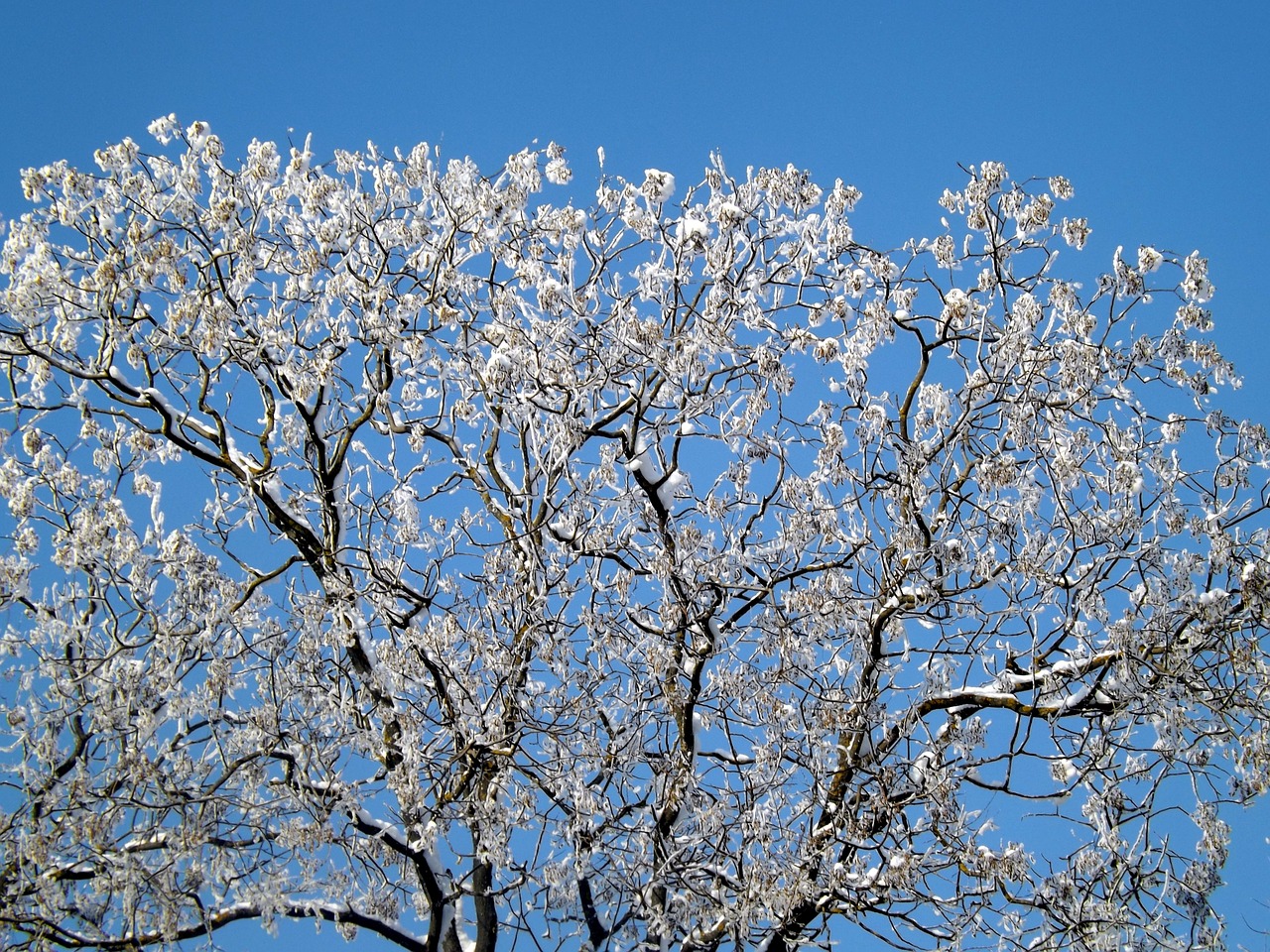 tree snow frozen free photo