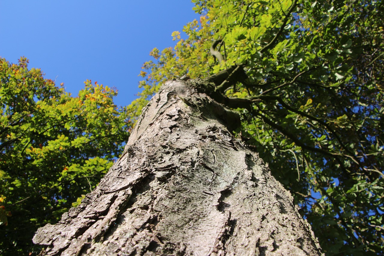 tree green leaves free photo