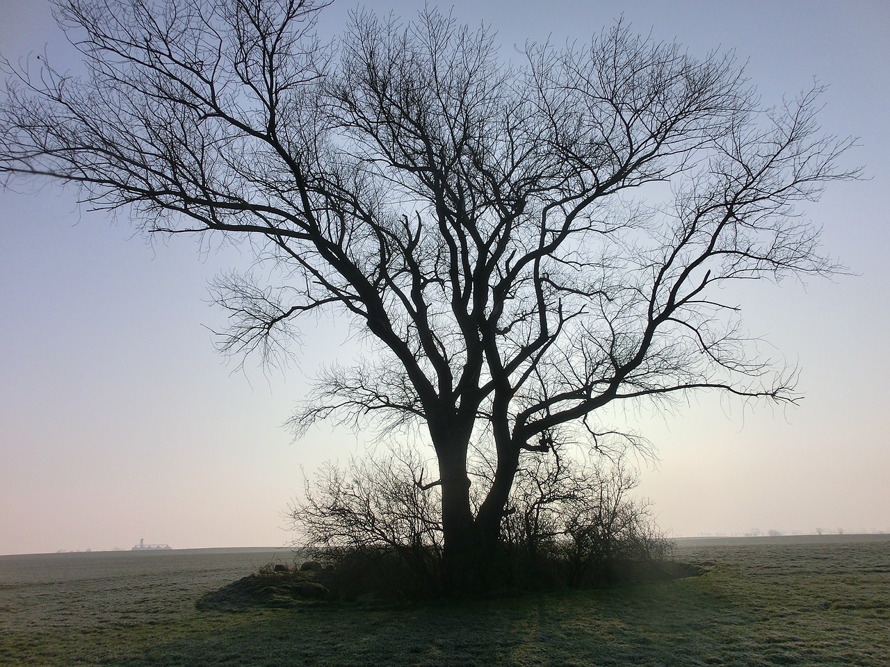 tree lonely winter free photo