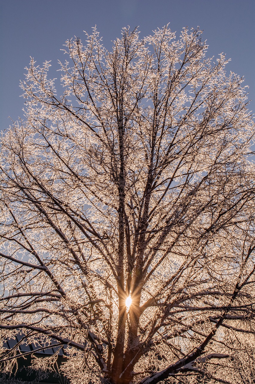 tree morning sun free photo