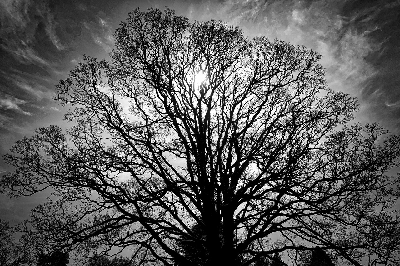 tree silhouette outline free photo