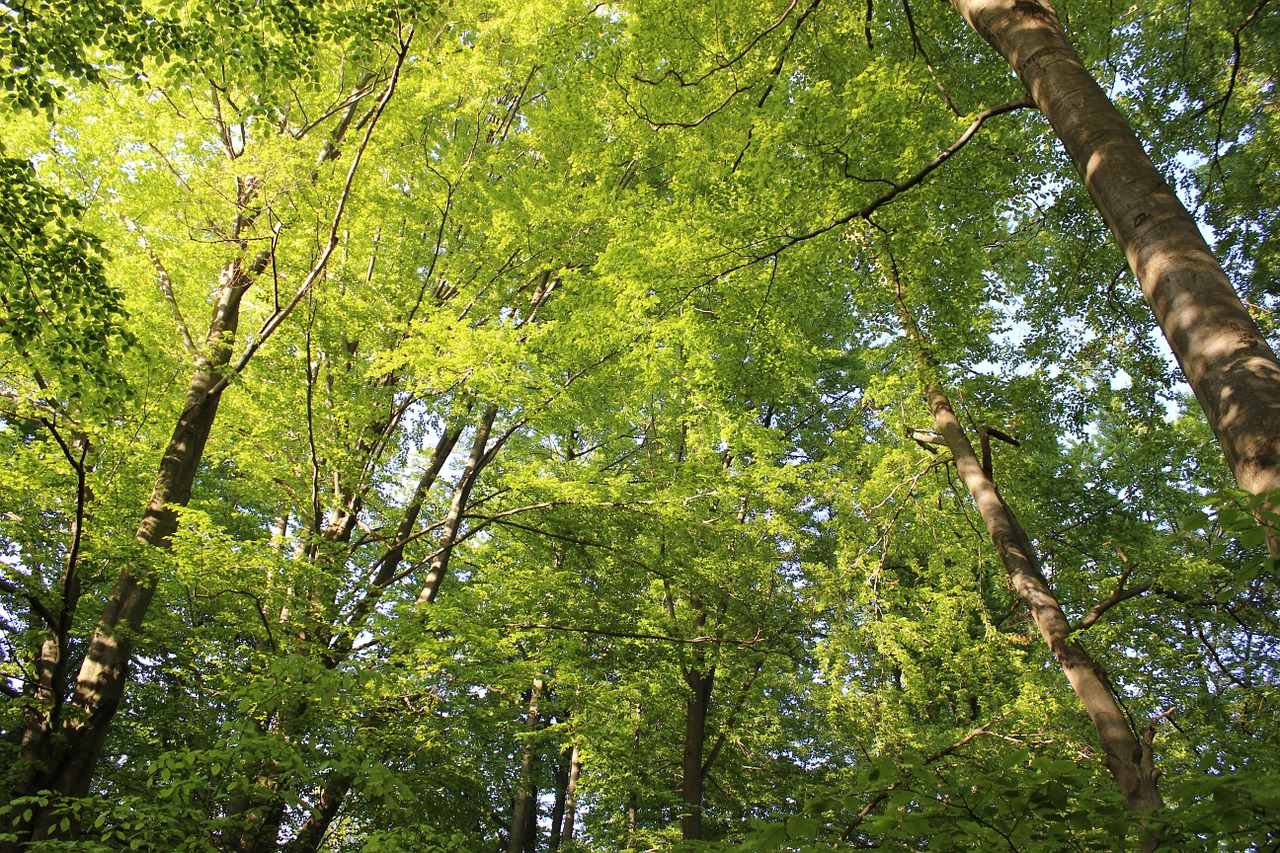 tree spring green free photo