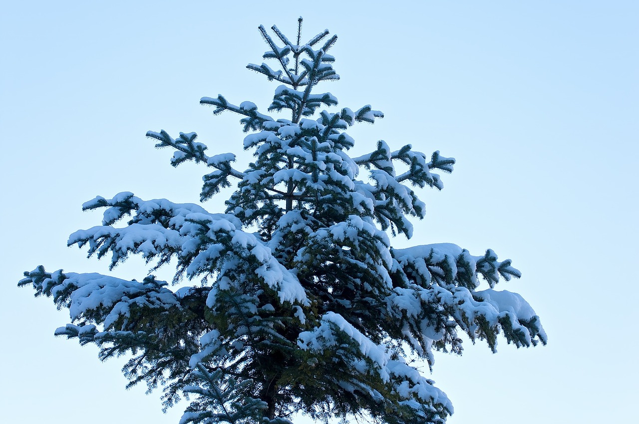 tree conifer winter free photo