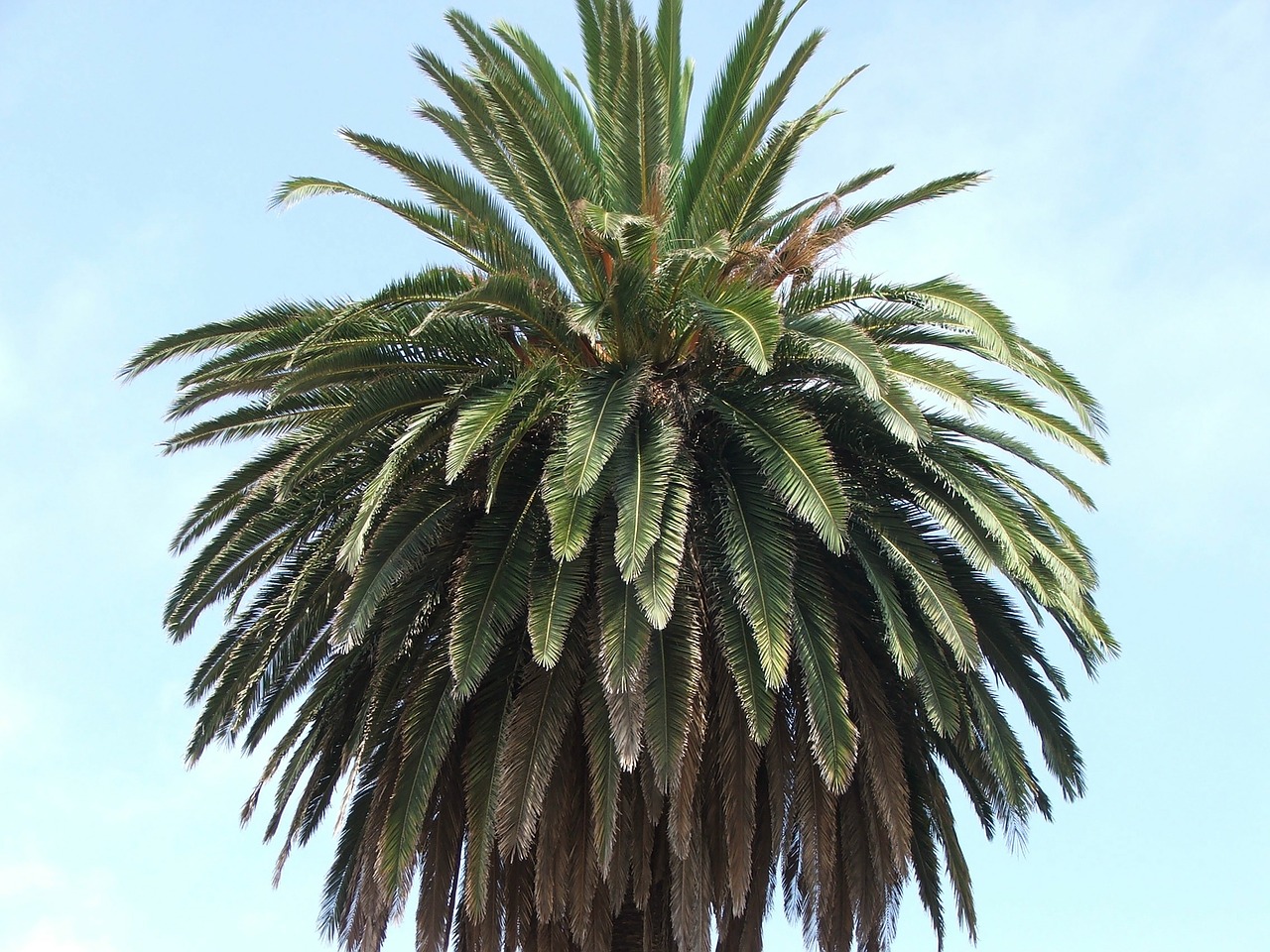 tree palm palm trees free photo