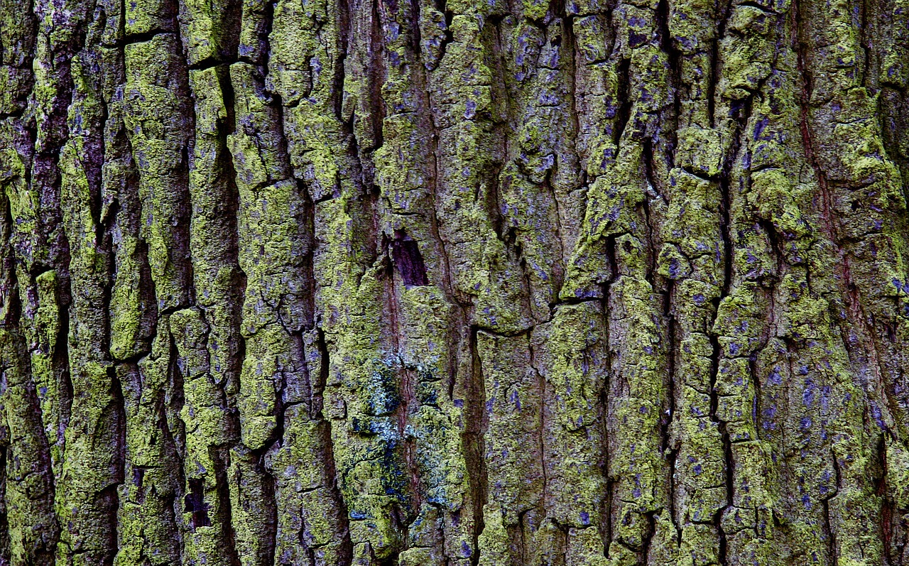 tree bark moss free photo