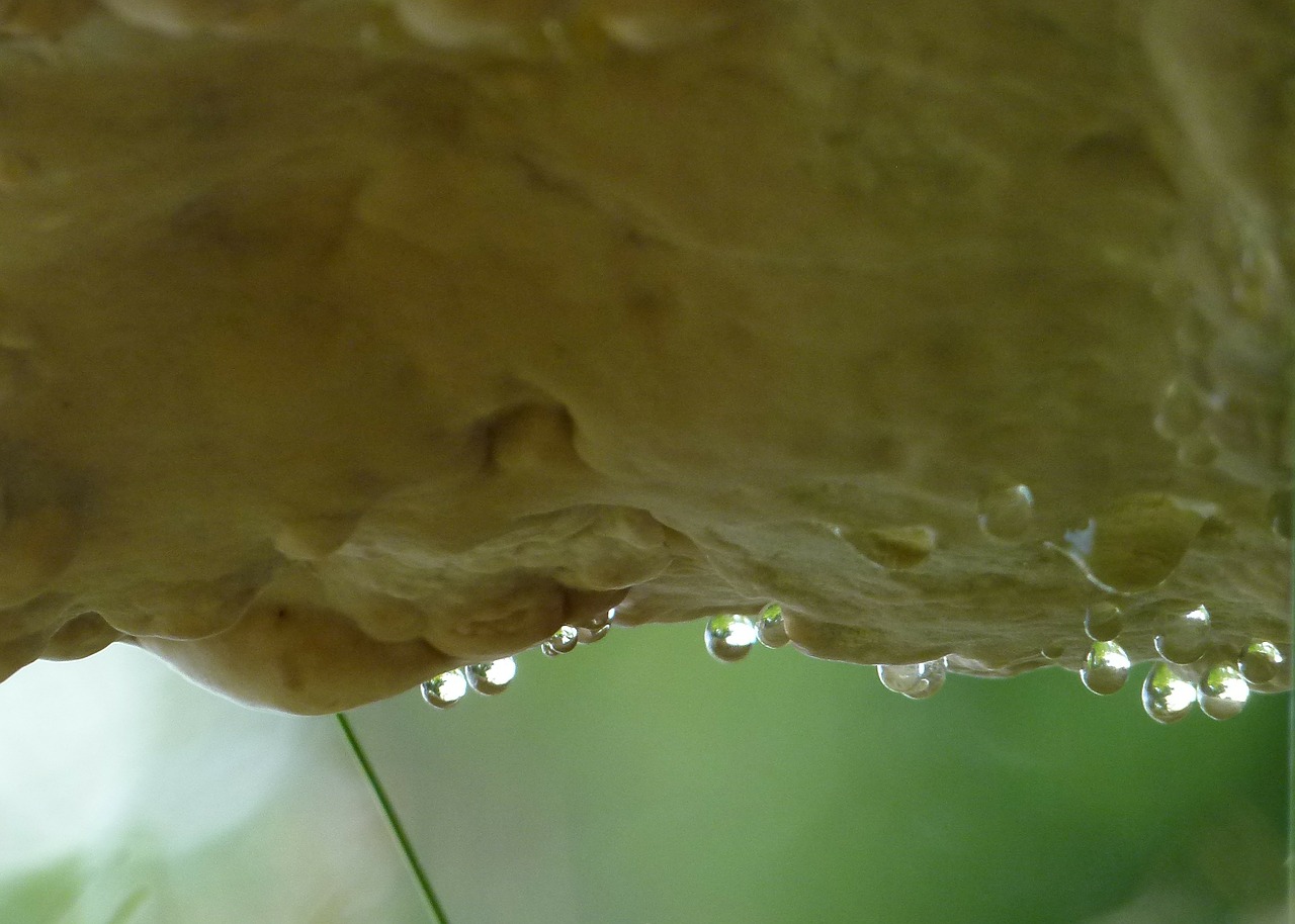 tree fungus hanging free photo