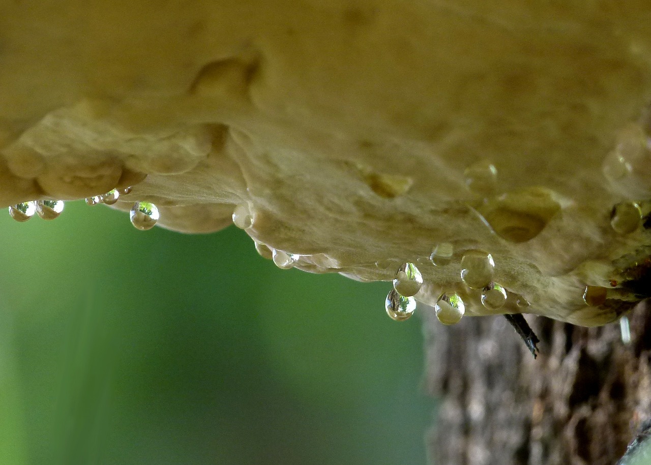 tree fungus hanging free photo