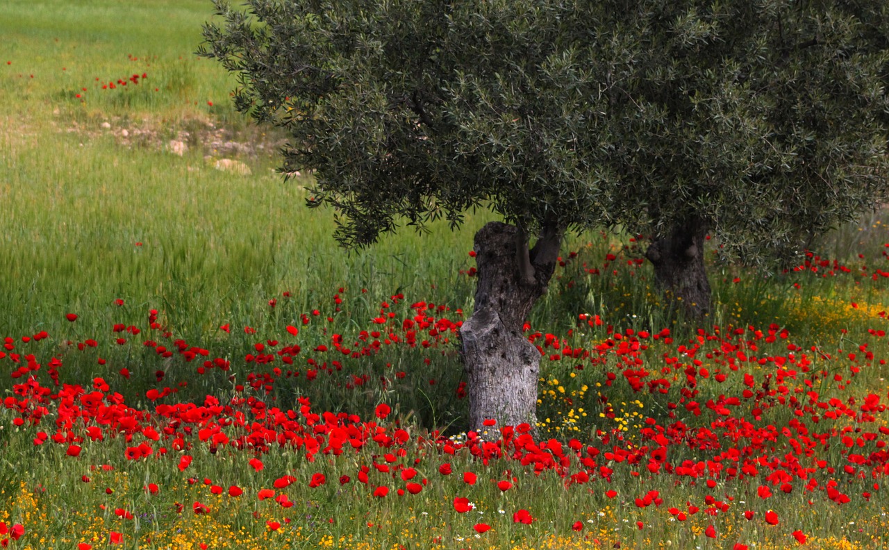 tree flowers poppies free photo