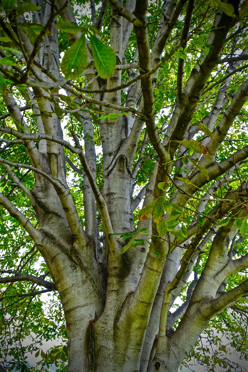 tree branches environment free photo