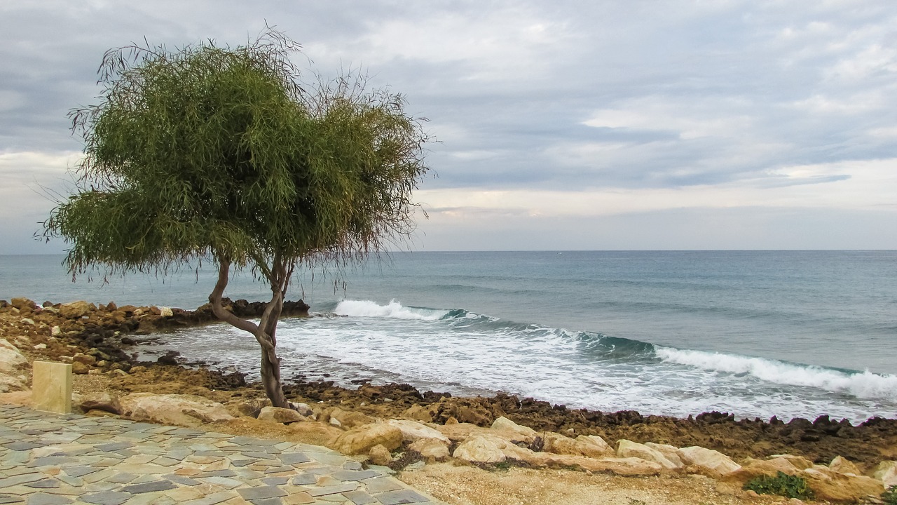 tree sea cloudy free photo