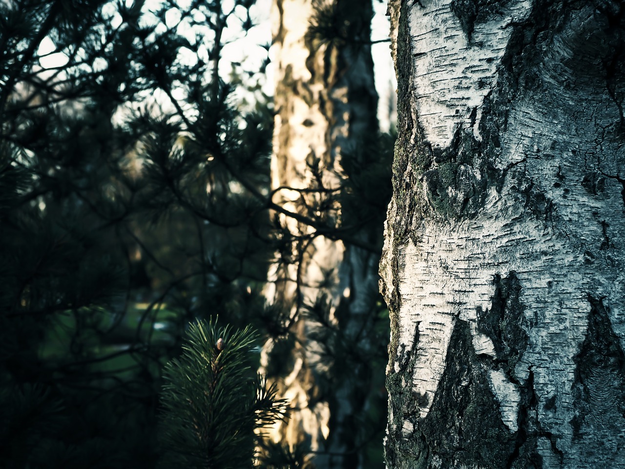 tree birch nature free photo