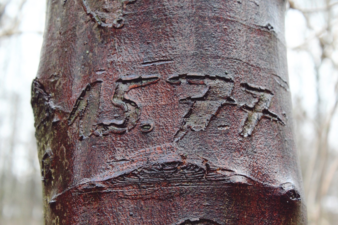 tree engraving bark free photo