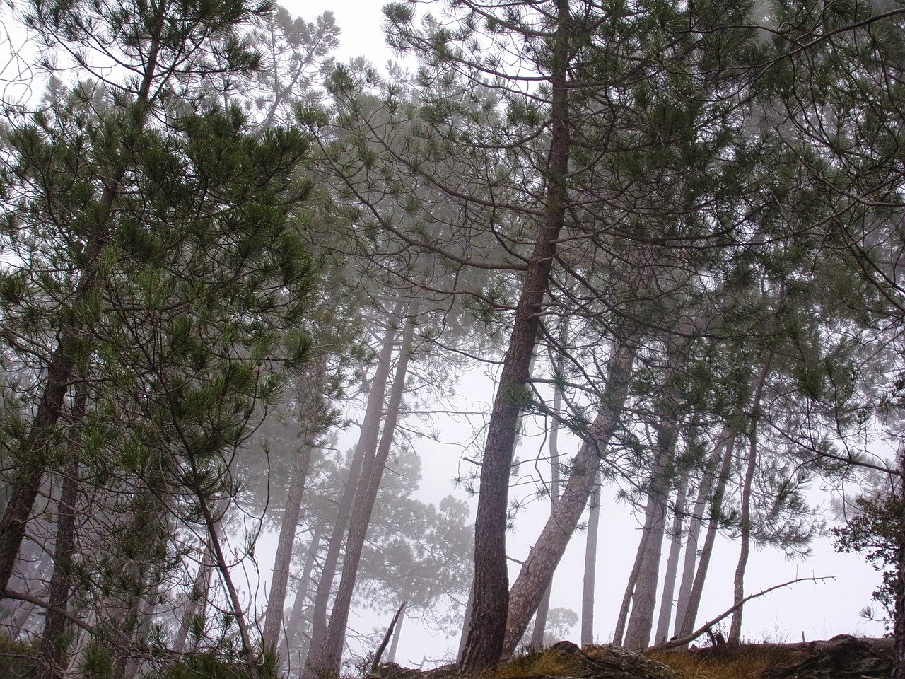 tree forest undergrowth free photo