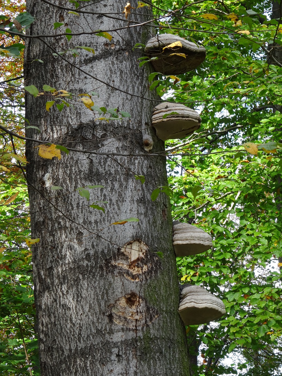 tree nature mushrooms free photo