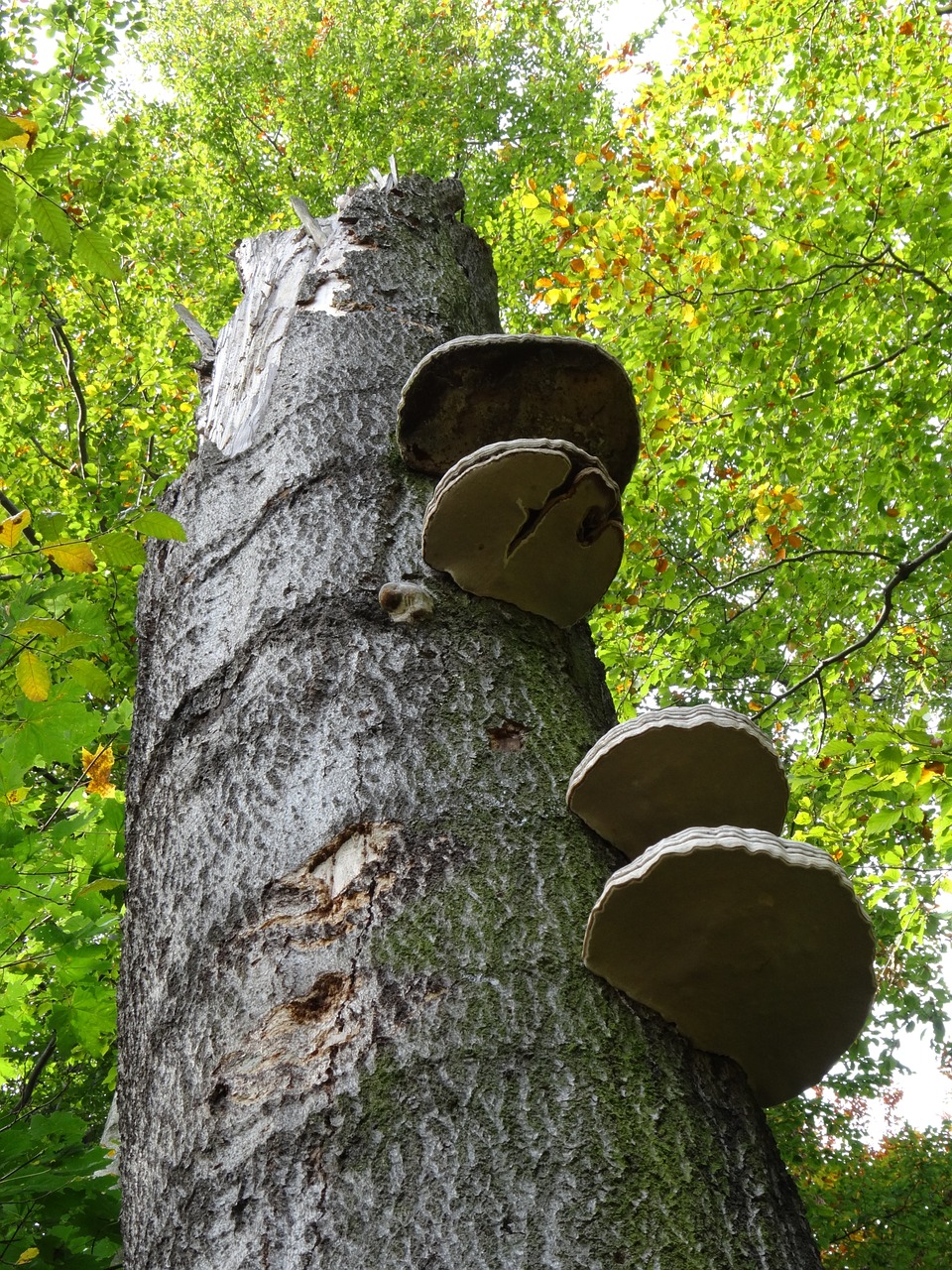 tree nature mushrooms free photo