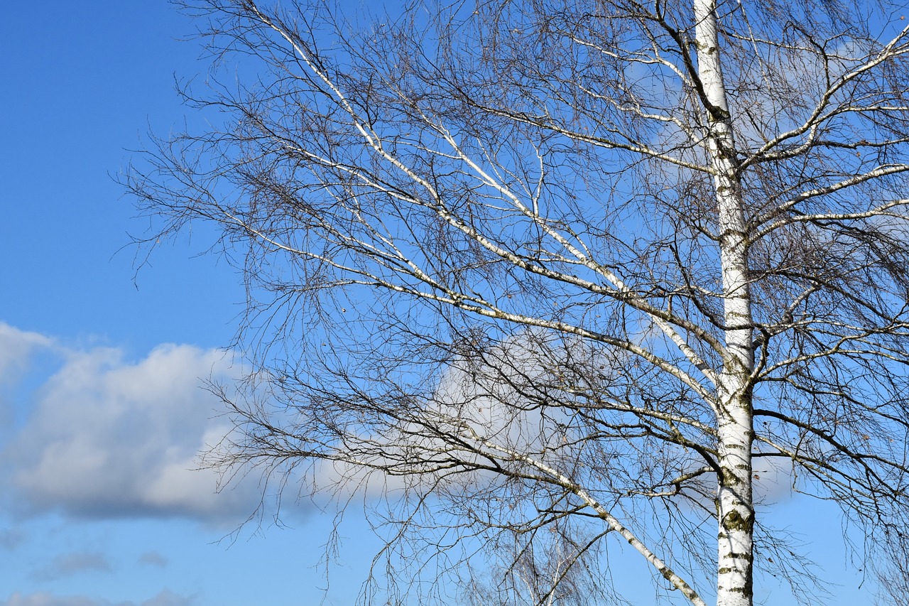 tree birch sky free photo