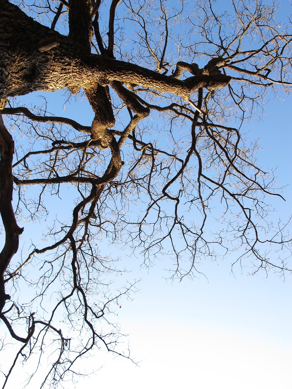 tree sky nature free photo